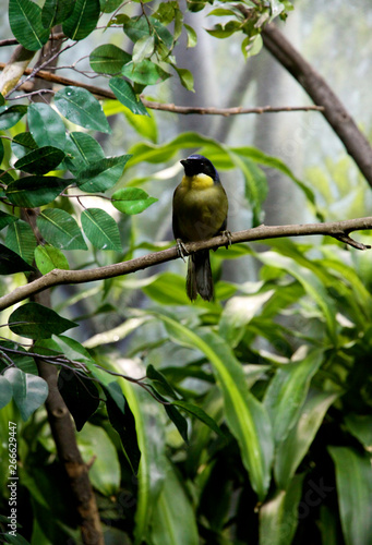 Blue Crowned Laughing Thrush