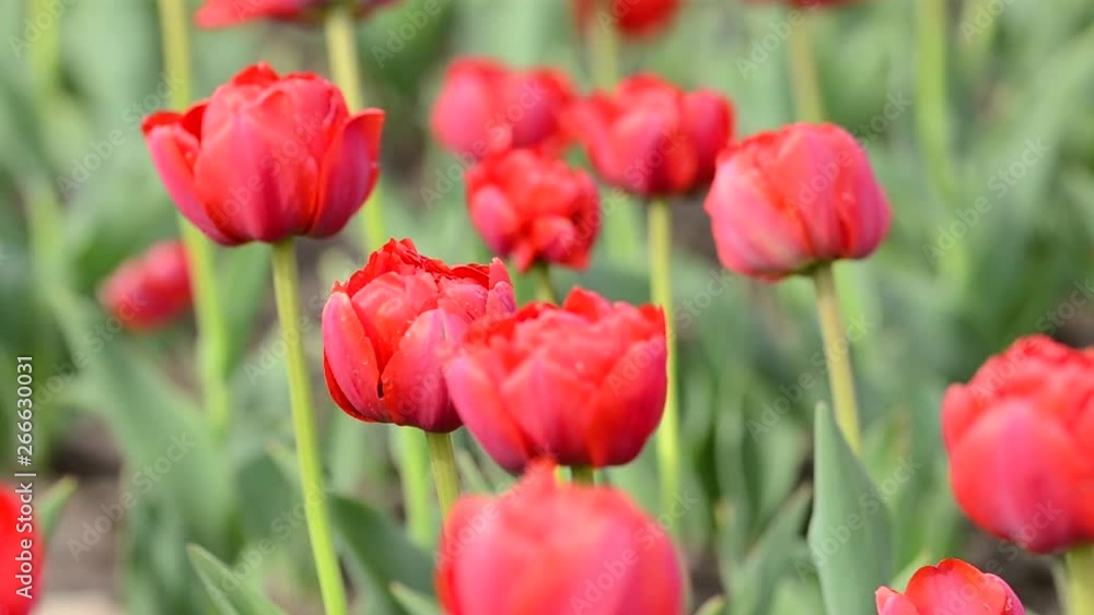 Tulips flowers swaying in the wind, colored spring tulips with beautiful blurred bouquet background Tulips flowers swaying in the wind, colored spring tulips with beautiful blurred bouquet background