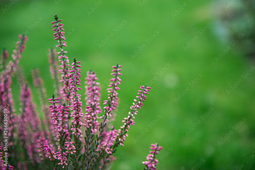 Heather flowers. Blooming heather flowers on the green meadow. purple background.