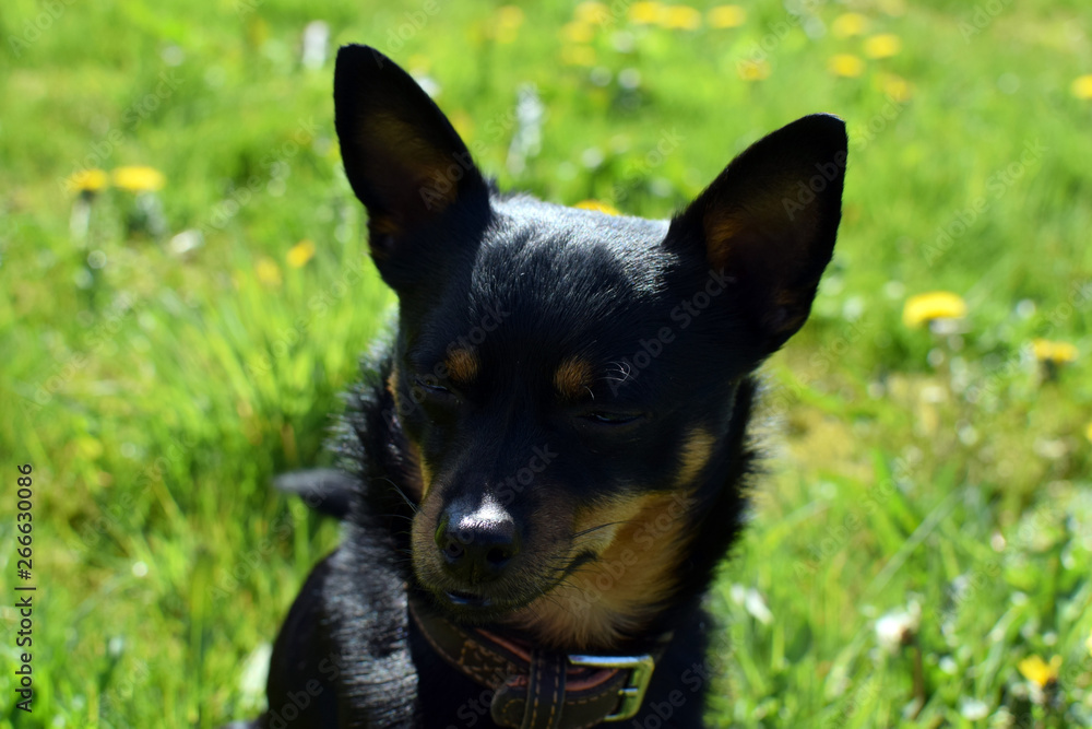 Dog on a background of green grass and dandelions. Head of a small black dog close-up.