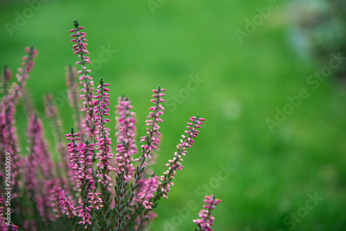 Heather flowers. Blooming heather flowers on the green meadow. purple background.