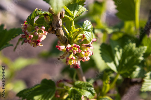 Flowering currant bush with green leaves in the garden. Blooming currants.