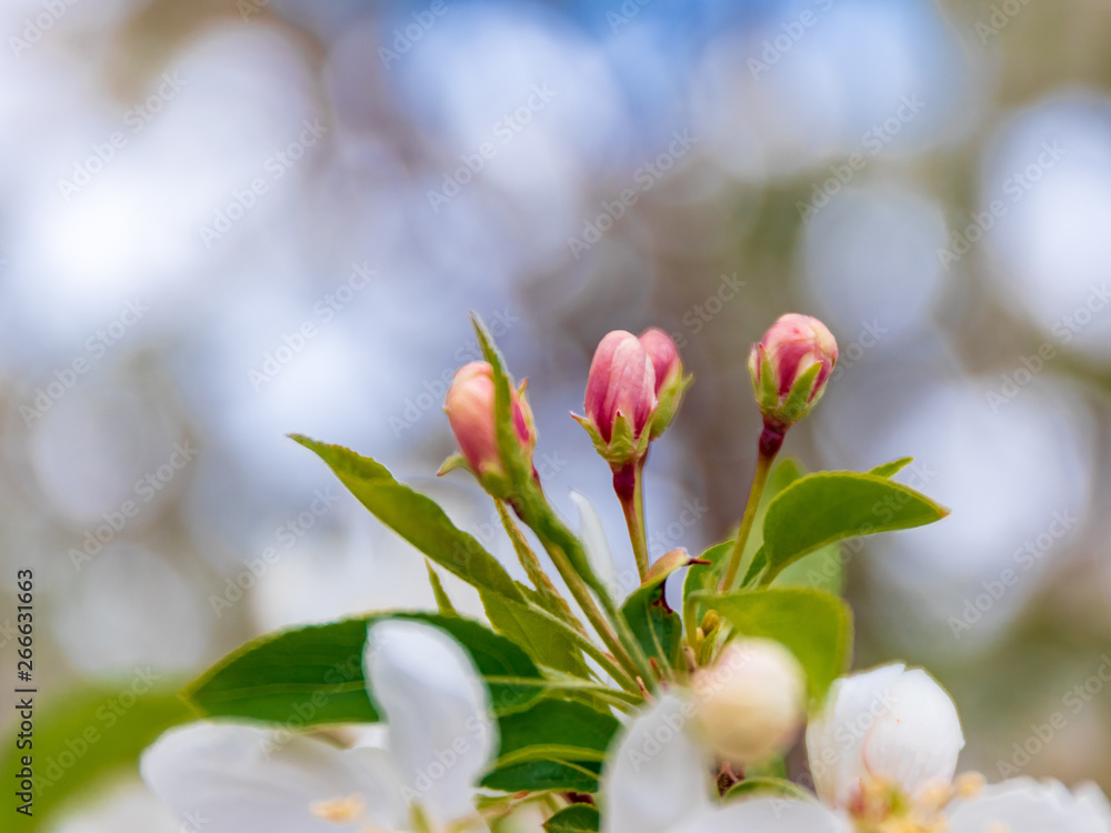 Spring Apple Buds