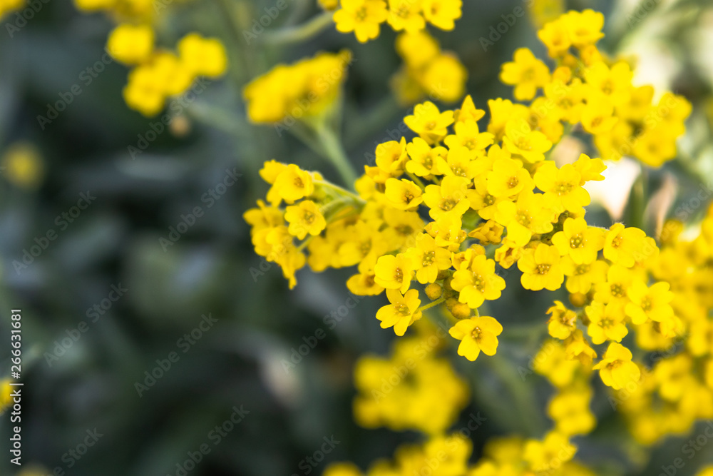 Small yellow flowers bloomed in spring in the garden. Close-up. Small yellow flowers bloomed in spring in the garden. Close-up.