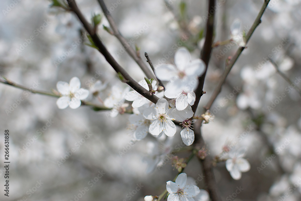 Floral spring background, soft focus. Branches of blossoming bird-cherry in spring outdoors macro in vintage light pastel colors. Delicate elegant airy artistic image of spring Floral spring background, soft focus. Branches of blossoming bird-cherry in spring outdoors macro in vintage light pastel colors. Delicate elegant airy artistic image of spring