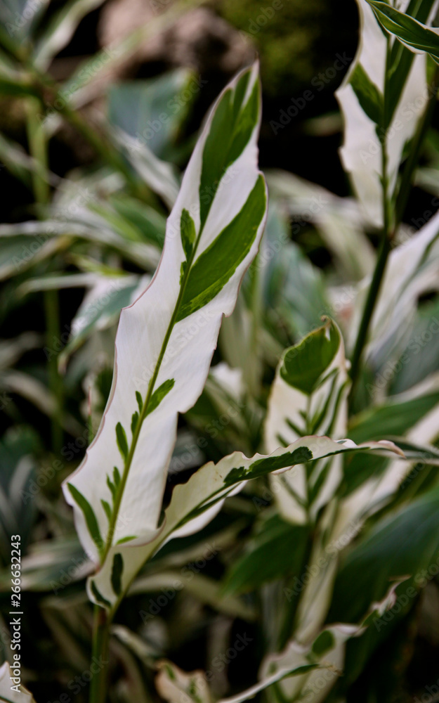 Variegated Ginger Variegated Ginger