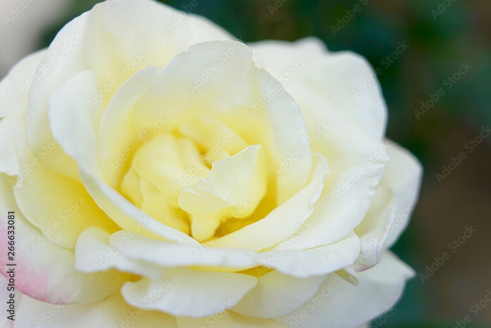 Like in beautiful of rose flower 