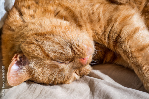 Close up of large, sleeping, orange cat