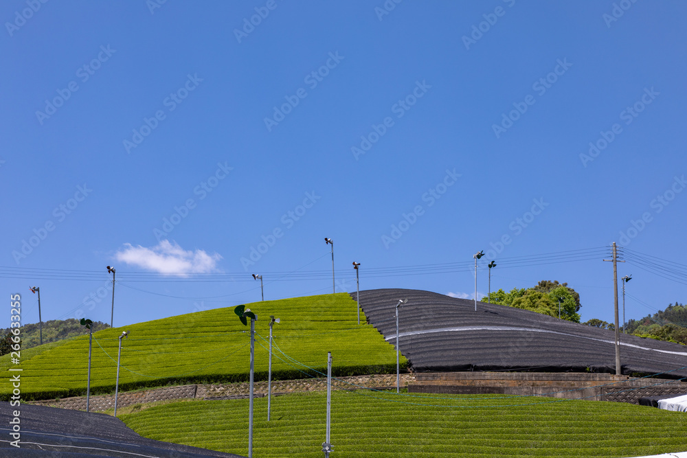 Obraz premium 京都 和束の茶畑