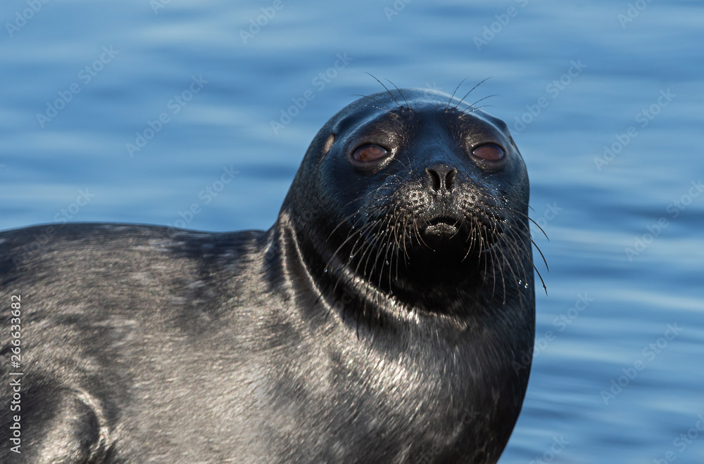 Fototapeta premium The Ladoga ringed seal. Side view portrait. Close up. Scientific name: Pusa hispida ladogensis. The Ladoga seal in a natural habitat. Ladoga Lake. Russia