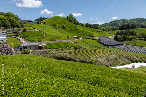 京都　和束の茶畑