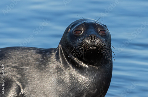 The Ladoga ringed seal. Side view portrait. Close up. Scientific name: Pusa hispida ladogensis. The Ladoga seal in a natural habitat. Ladoga Lake. Russia