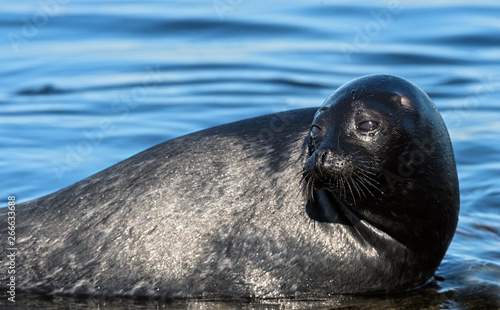 The Ladoga ringed seal. Close up portrait. Scientific name  Pusa hispida ladogensis. The Ladoga seal in a natural habitat. Ladoga Lake. Russia