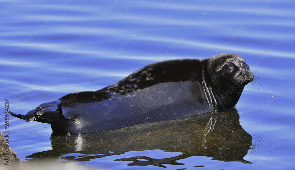 Naklejka premium The Ladoga ringed seal resting on a stone. Scientific name: Pusa hispida ladogensis. The Ladoga seal in a natural habitat. Ladoga Lake. Russia