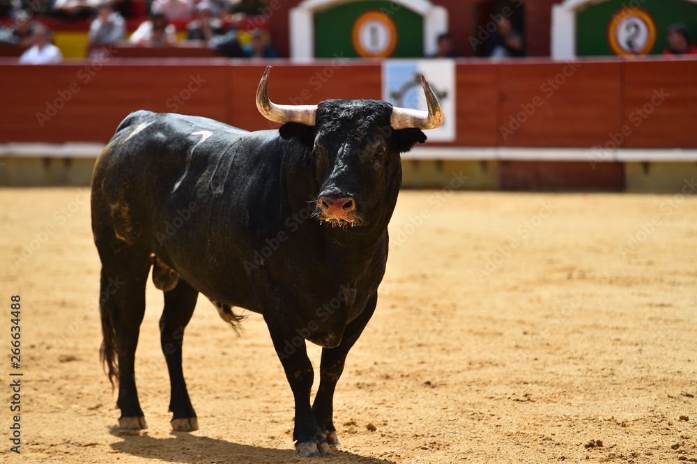 bull in spain