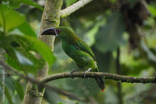 Toucan