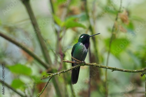 Hummingbird