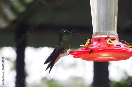 Hummingbird at Feeder