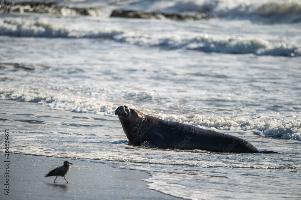 Obraz premium northern elephant seal (Mirounga angustirostris), Point Reyes National Seashore, Marin, California