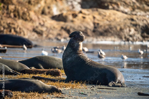 northern elephant seal (Mirounga angustirostris), Point Reyes National Seashore, Marin, California