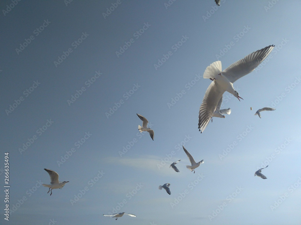 Gulls in flight in the blue sky. Gulls in flight in the blue sky.