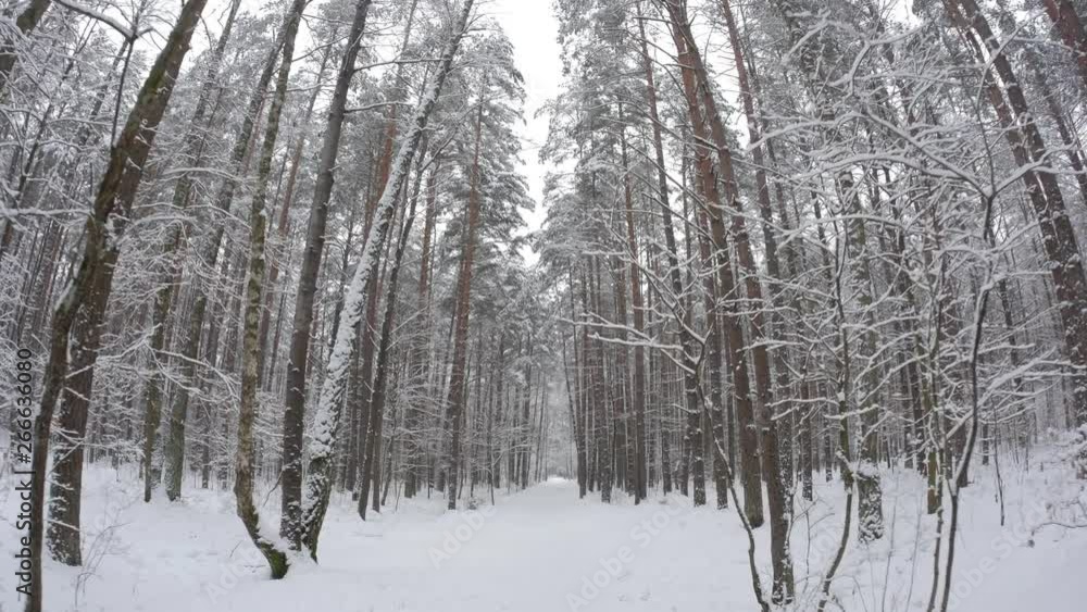 Passing by snowy forest. Gimbal shot of someone walking past a deep fir forest covered in snow on the first days of winter. Passing by snowy forest. Gimbal shot of someone walking past a deep fir forest covered in snow on the first days of winter.