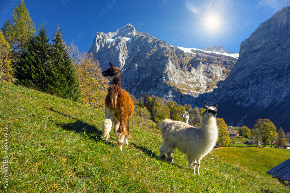 Lama against the backdrop of the Alps