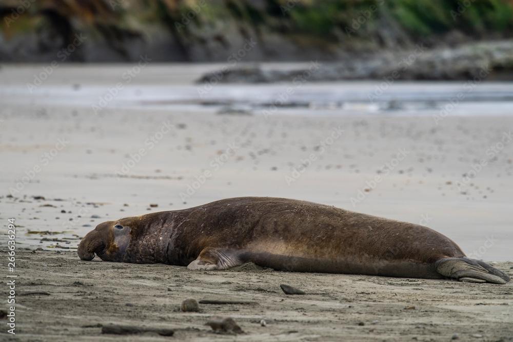Fototapeta premium northern elephant seal (Mirounga angustirostris), Point Reyes National Seashore, Marin, California