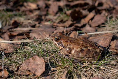 gray toad sits on the grass in the autumn leaves and basks in the sun. Leningrad region, reserve "Ozero SHCHuch'e"