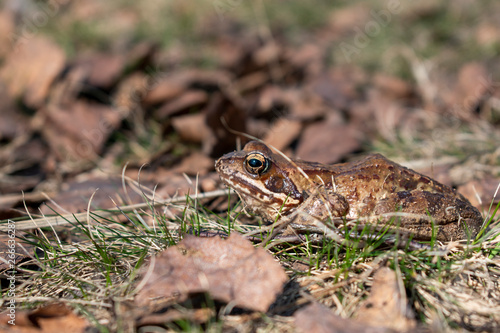gray toad sits on the grass in the autumn leaves and basks in the sun. Leningrad region, reserve "Ozero SHCHuch'e"