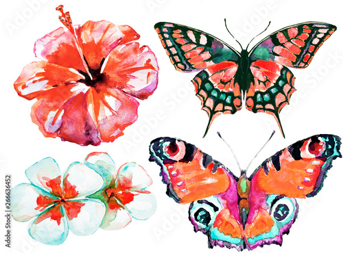 beautifu tropical  butterflies and flowers,watercolor,isolated on a white © aboard