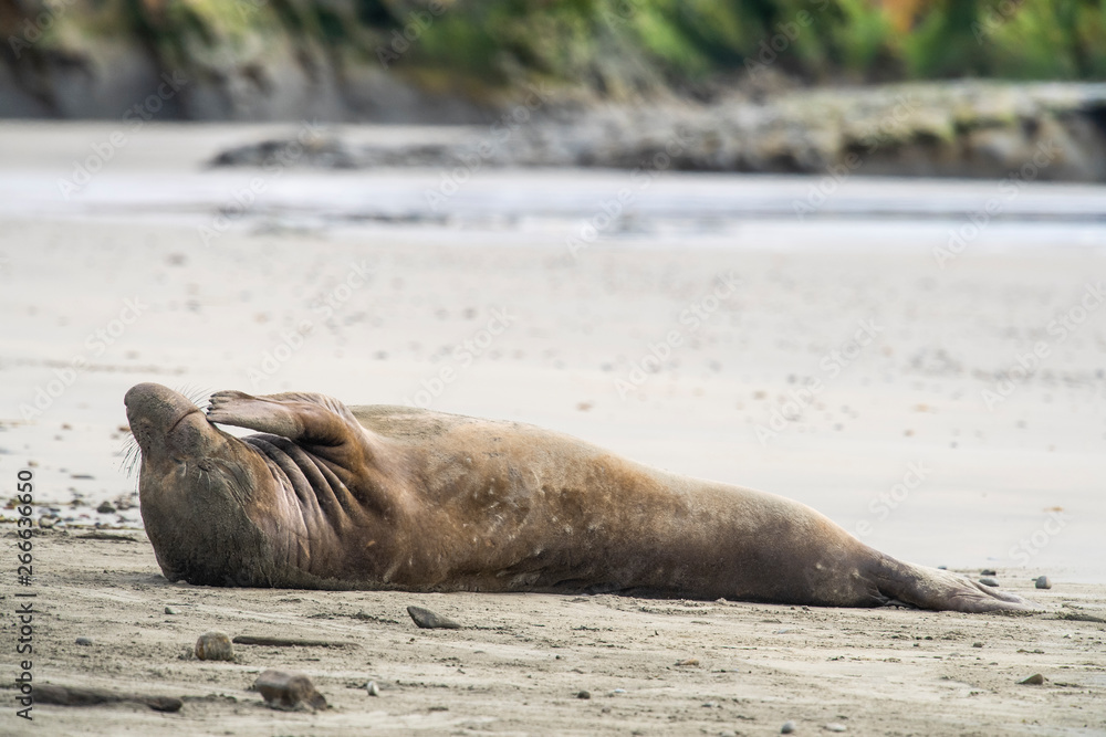 Fototapeta premium northern elephant seal (Mirounga angustirostris), Point Reyes National Seashore, Marin, California