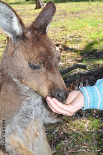 Feeding a baby Kangaroo in a wildlife park.