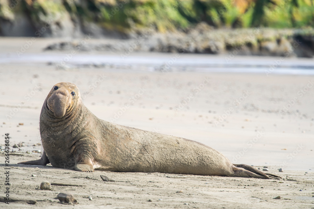 Fototapeta premium northern elephant seal (Mirounga angustirostris), Point Reyes National Seashore, Marin, California