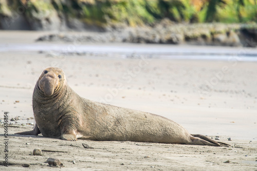 northern elephant seal (Mirounga angustirostris), Point Reyes National Seashore, Marin, California