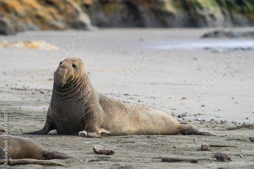 northern elephant seal (Mirounga angustirostris), Point Reyes National Seashore, Marin, California