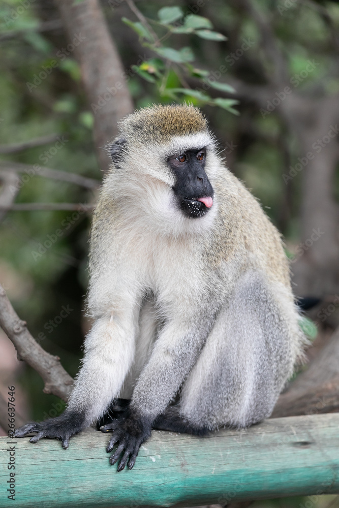 monkey tongue