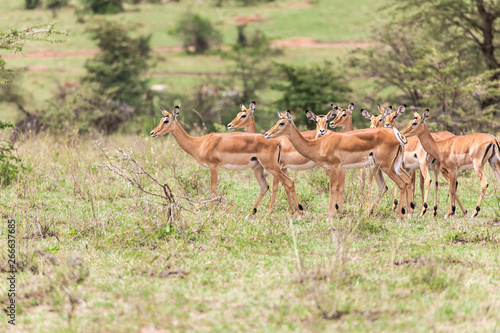 herd of impala