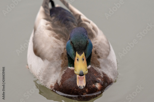 Принти на полотні A Mallard Duck quacking with it's mouth open as it swims