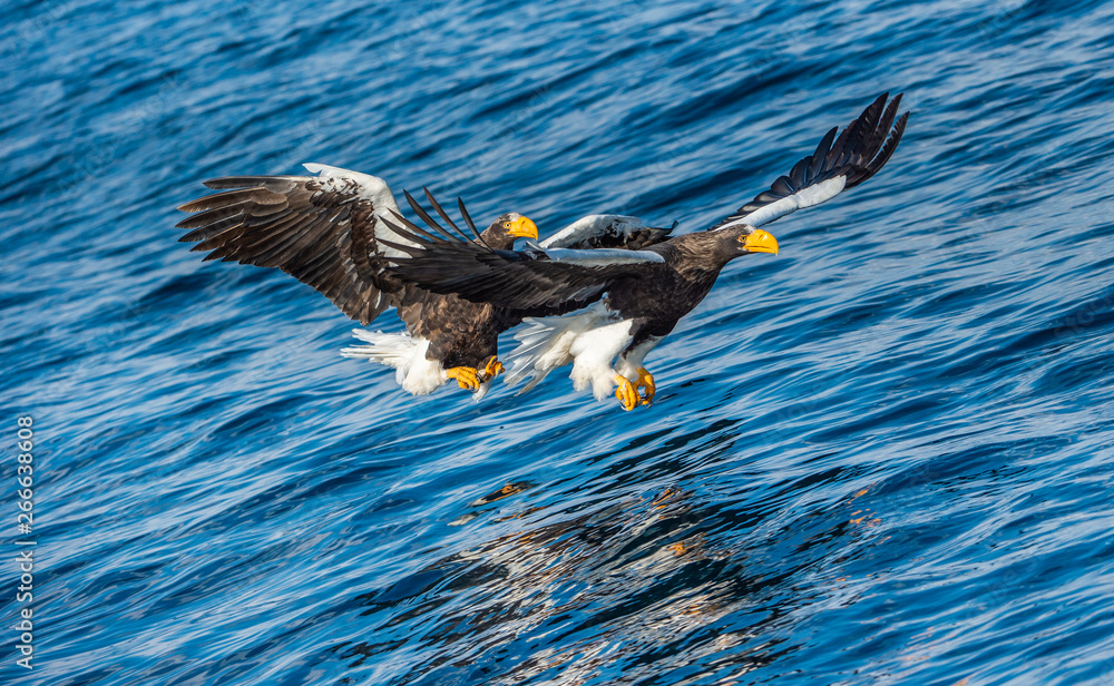 Adult Steller's sea eagles fishing. Scientific name: Haliaeetus pelagicus. Blue ocean background. Natural Habitat. Adult Steller's sea eagles fishing. Scientific name: Haliaeetus pelagicus. Blue ocean background. Natural Habitat.