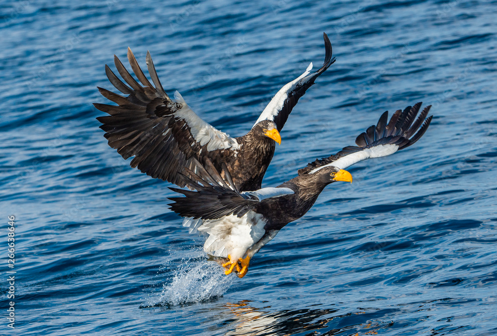 Adult Steller's sea eagles fishing. Scientific name: Haliaeetus pelagicus. Blue ocean background. Natural Habitat. Adult Steller's sea eagles fishing. Scientific name: Haliaeetus pelagicus. Blue ocean background. Natural Habitat.