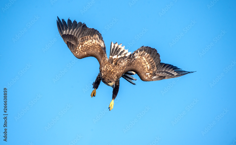 Fototapeta premium Juvenile White-tailed eagle in flight dive. Blue sky background. Scientific name: Haliaeetus albicilla, also known as the ern, erne, gray eagle, Eurasian sea eagle and white-tailed sea-eagle.