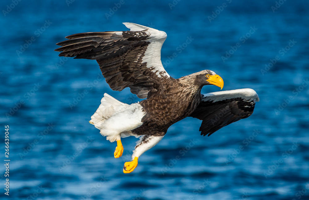 Adult Steller's sea eagle fishing. Scientific name: Haliaeetus pelagicus. Blue ocean background. Natural Habitat. Adult Steller's sea eagle fishing. Scientific name: Haliaeetus pelagicus. Blue ocean background. Natural Habitat.
