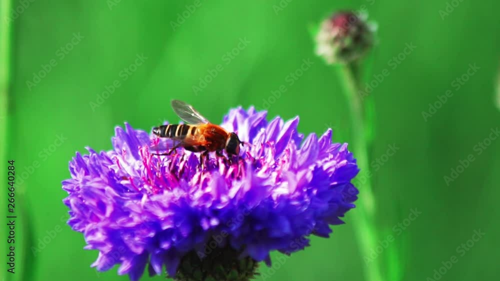 花の蜜を吸う昆虫 花の蜜を吸う昆虫