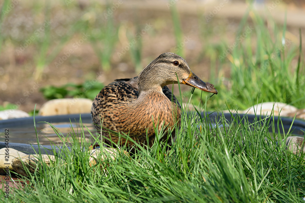 Stockentenweibchen badet in einer Vogeltränke Stockentenweibchen badet in einer Vogeltränke