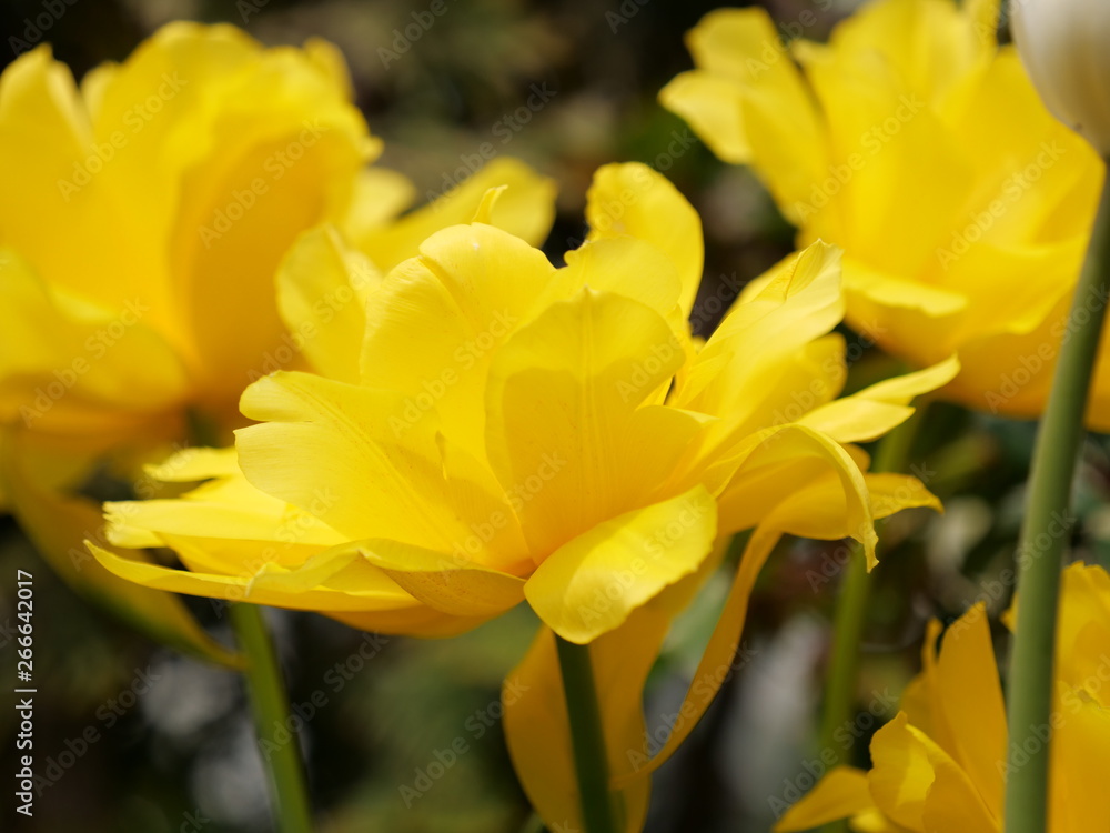 花 花