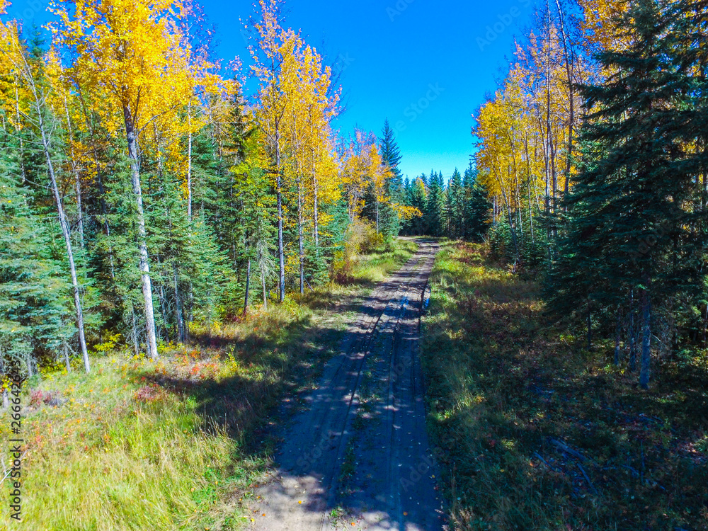 Fototapeta premium Forest