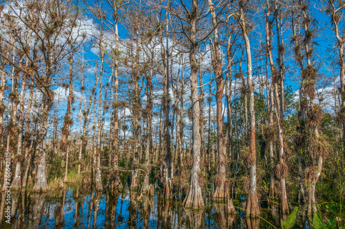 Big Cypress National Preserve.South Florida.USA