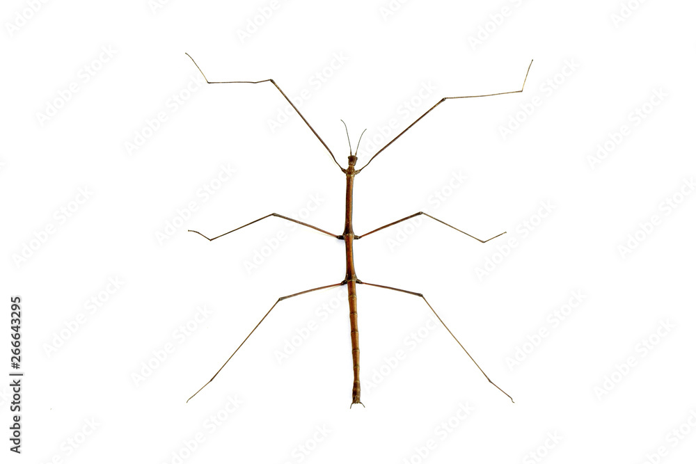 Stick insect or Phasmids (Phasmatodea or Phasmatoptera) also known as walking stick insects, stick-bugs, bug sticks or ghost insect. Brown stick insect isolated on white background. Stick insect or Phasmids (Phasmatodea or Phasmatoptera) also known as walking stick insects, stick-bugs, bug sticks or ghost insect. Brown stick insect isolated on white background.