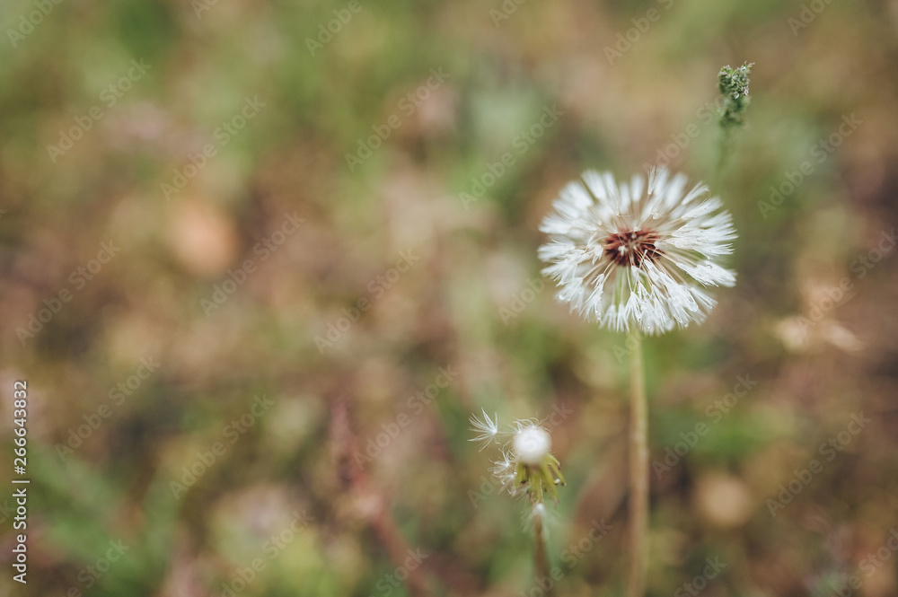 A lonely dandelion grows in a green field in nature. Loneliness, flower, copy space.